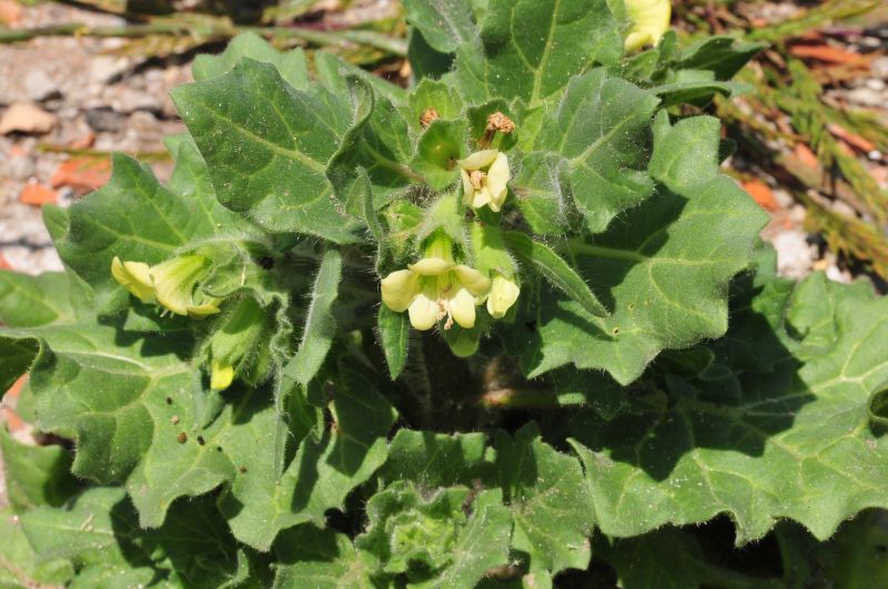 Hyoscyamus albus - Giusquiamo bianco